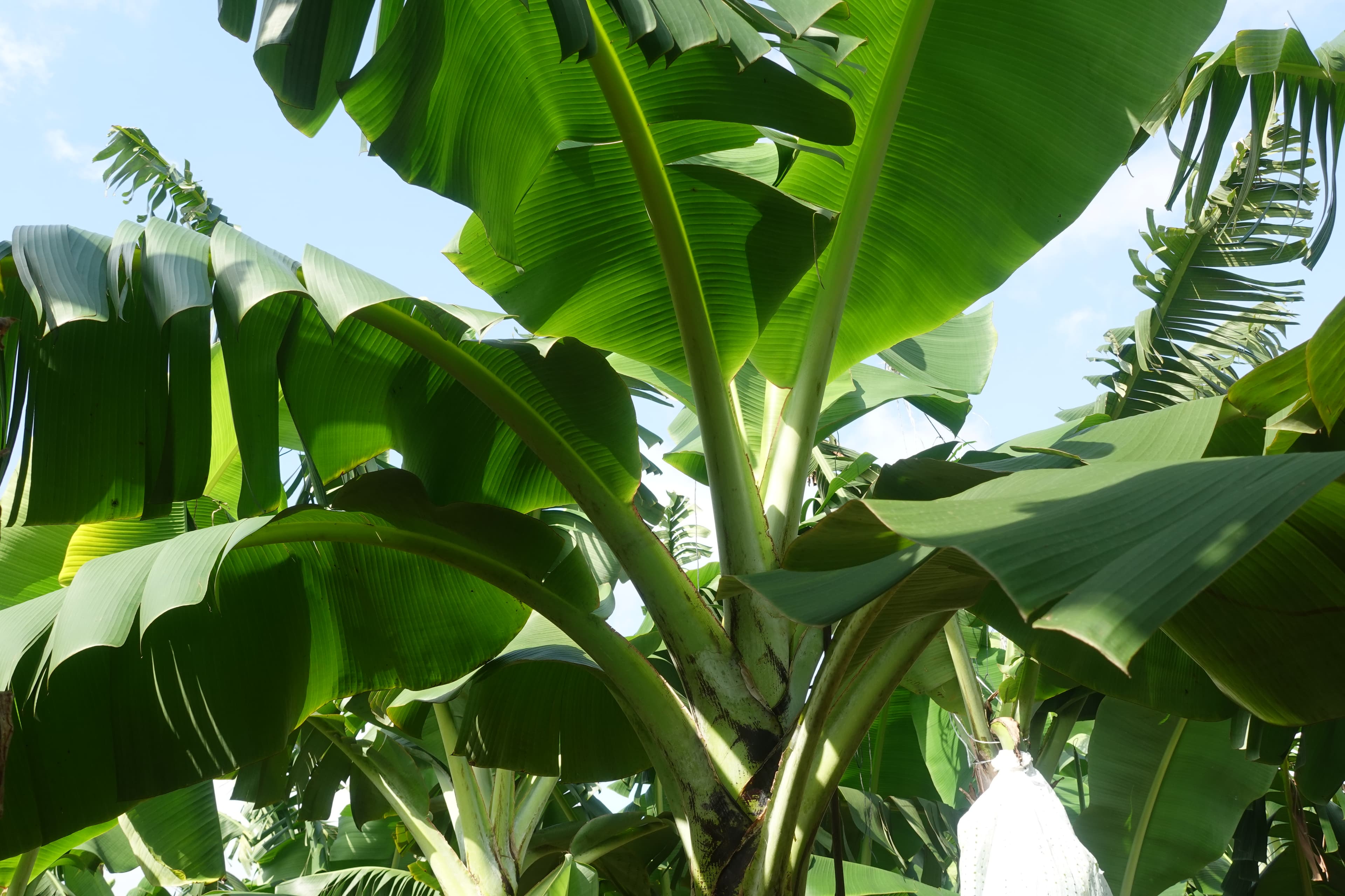 Surveillance de bananeraies par drone