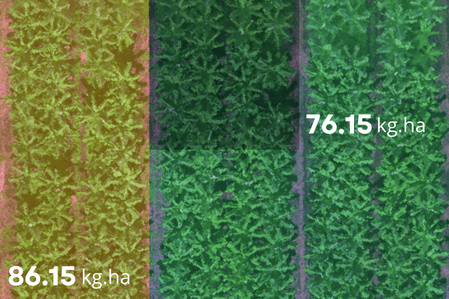 Plantation de bananiers gérée de façon durable